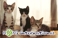 ���ƂȂ����n����҂��Ă���񂾃j���`�B